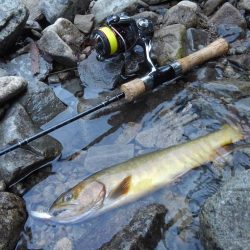 尺イワナハンティング ～長良川水系～